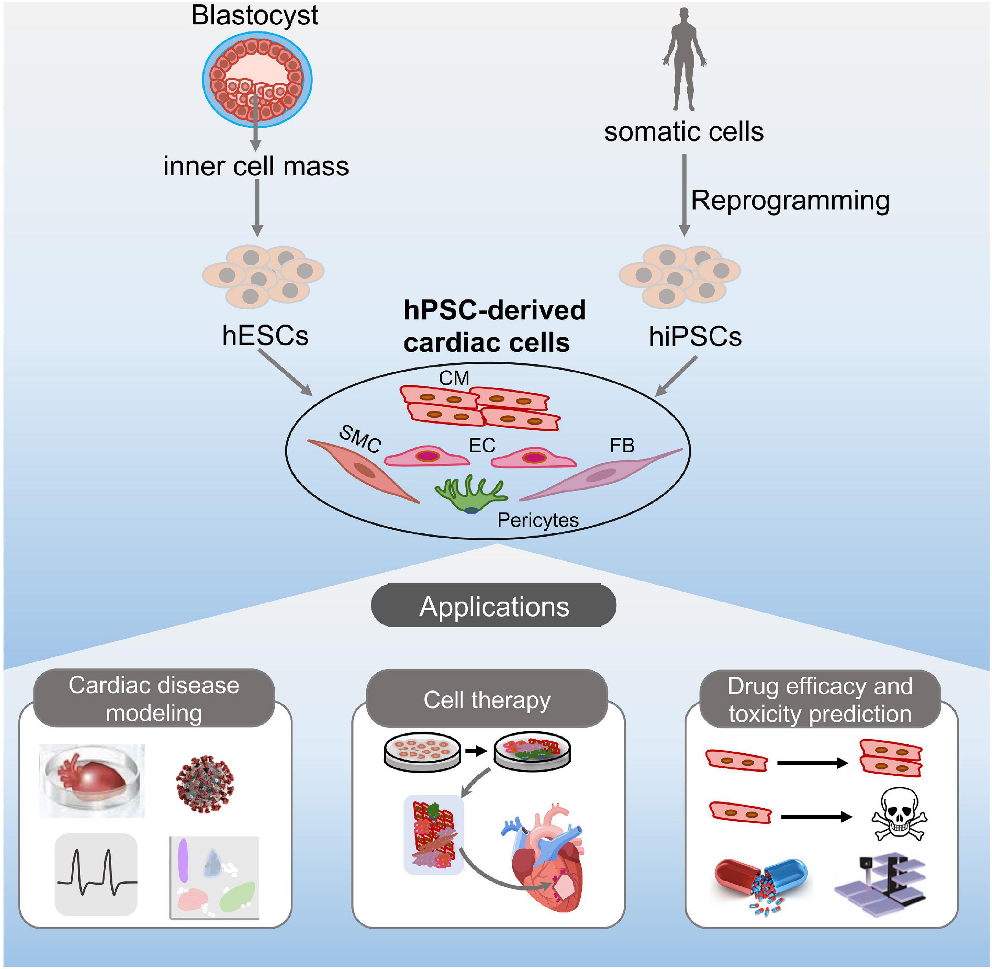 stem cell therapies research articles