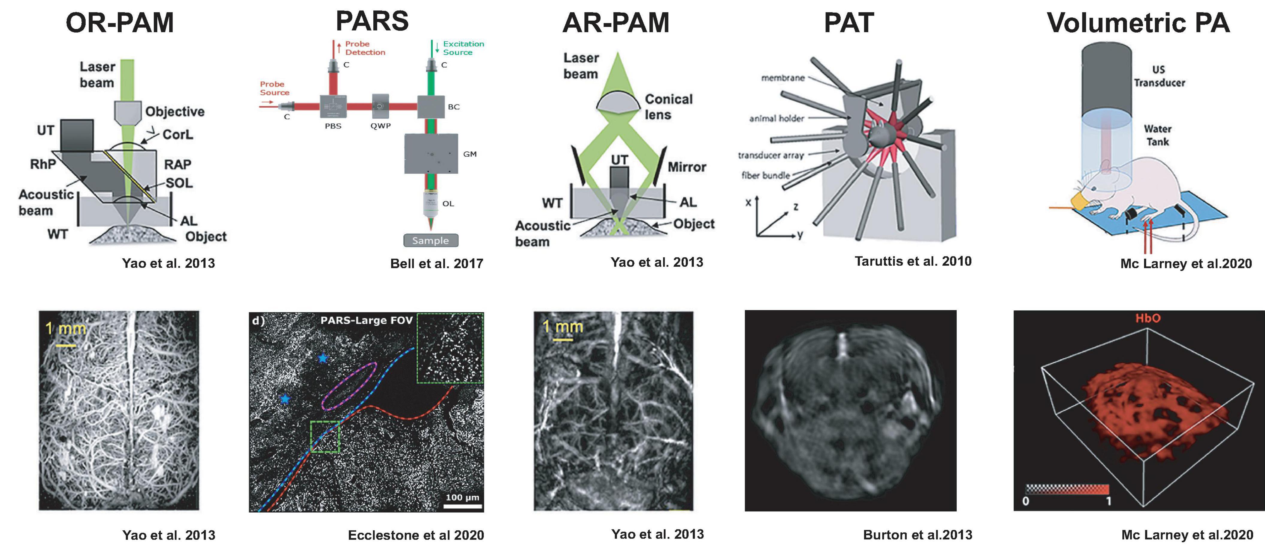 Optical Electrophysiology: Toward the Goal of Label-Free Voltage Imaging