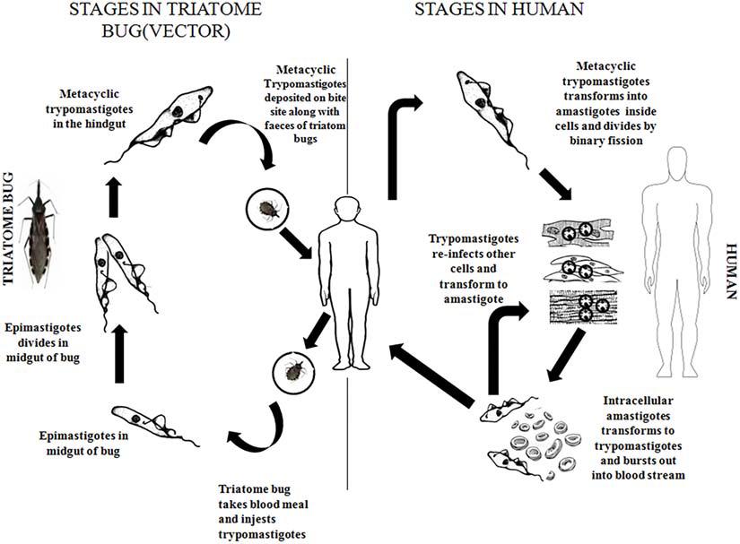 Frontiers  Comparative microRNA profiling of Trypanosoma cruzi infected  human cells