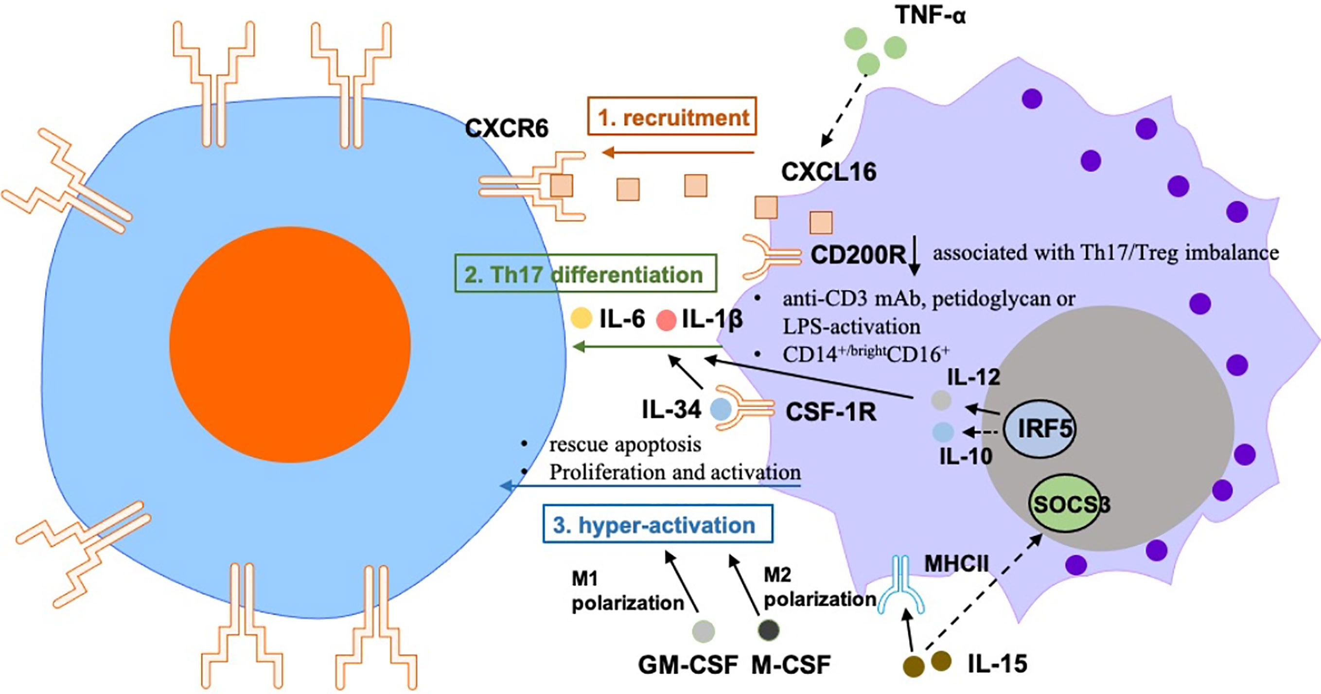 Exploring the role of monocyte chemoattractant protein-1 in fibroblast-like  synovial cells in rheumatoid arthritis [PeerJ]