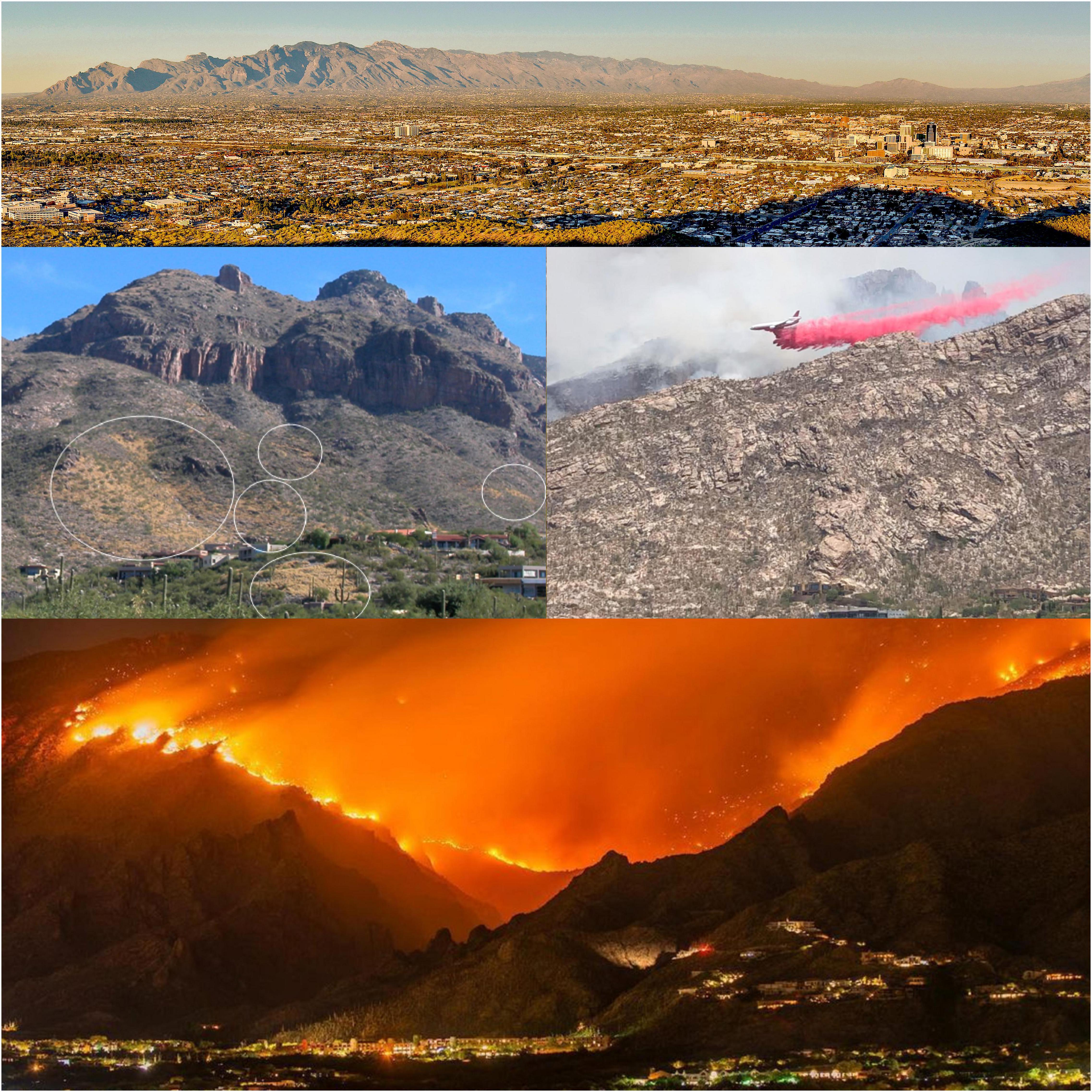 Frontiers | Grassification Fast-Evolving Risk United States in and Connectivity and the Sonoran Fire Desert