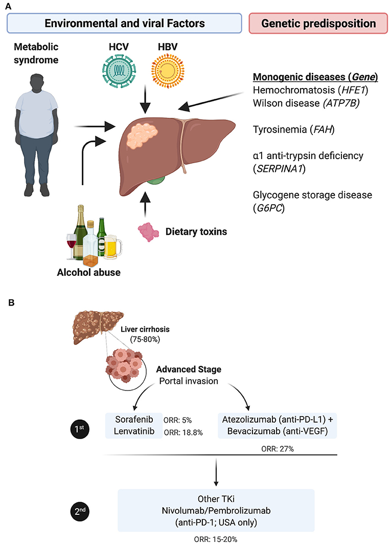 Frontiers | Hepatocellular Carcinoma Immune Landscape and the Potential ...