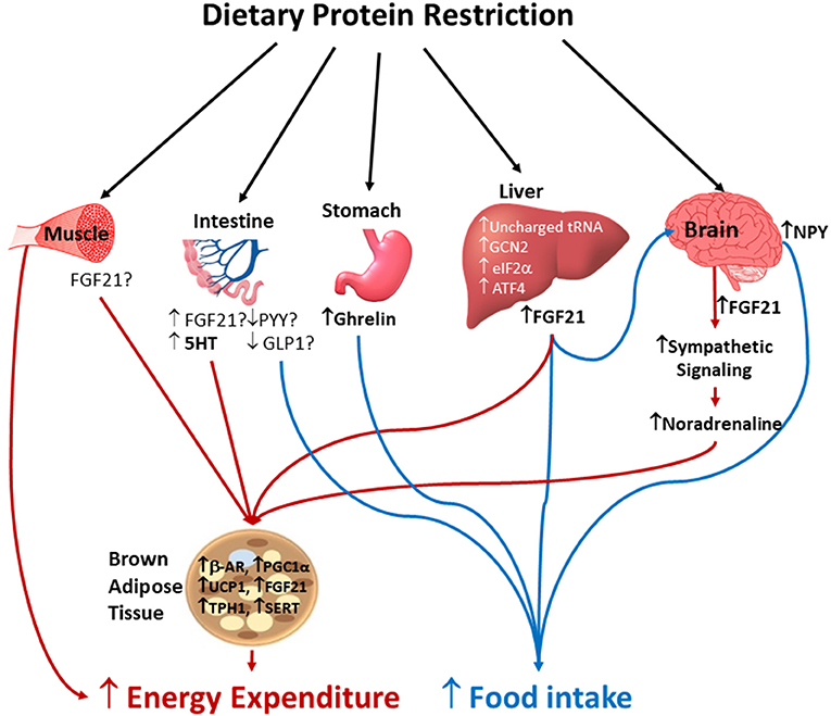 hypothesis energy intake