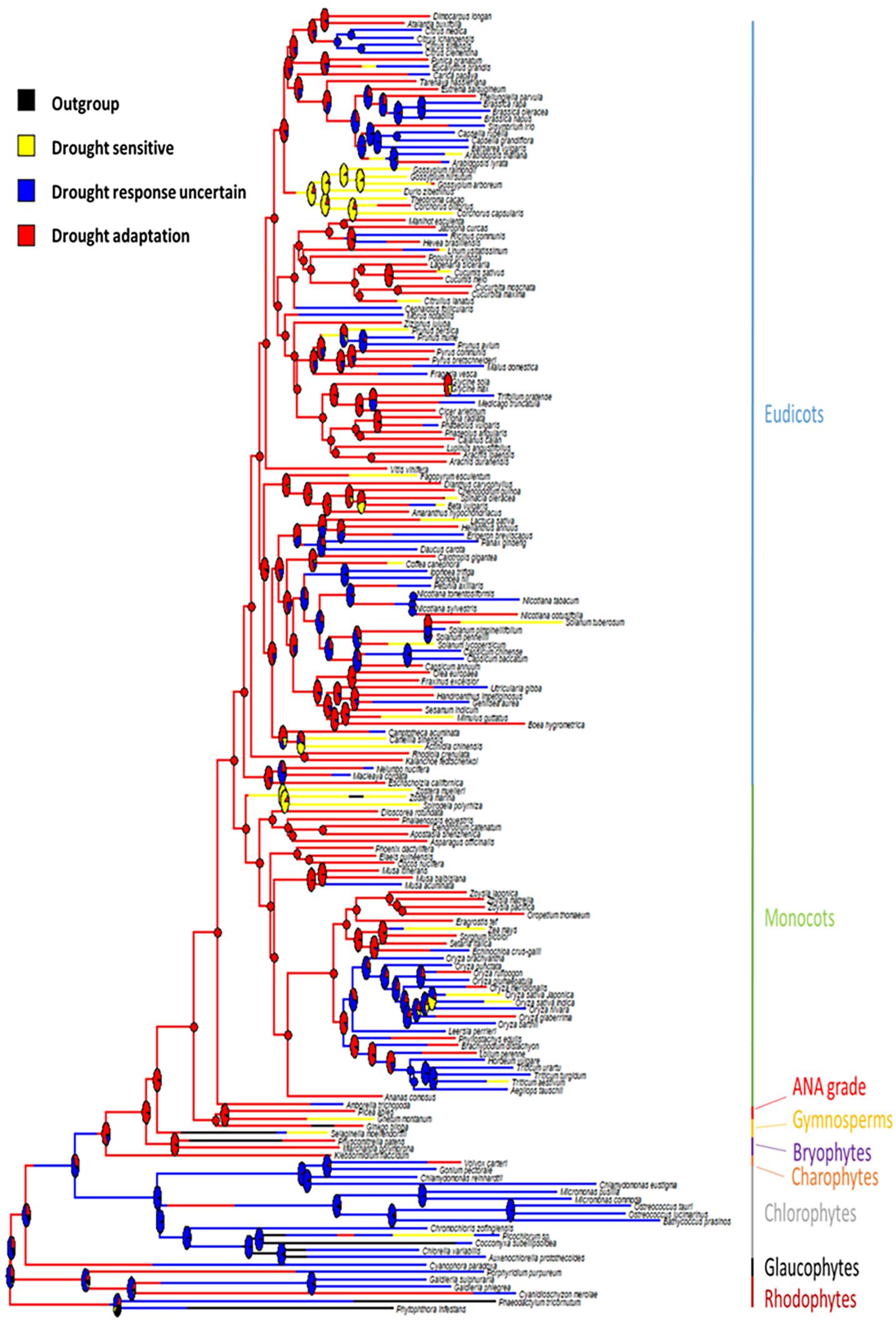 Image of Chart of drought-tolerant plant compatibility