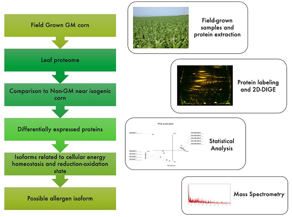 frontiers untargeted proteomics based approach to investigate unintended changes in genetically modified maize for environmental risk assessment purpose toxicology