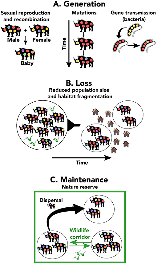 Figure 2 - (A) Genetic diversity is generated when mutations create new alleles over time.