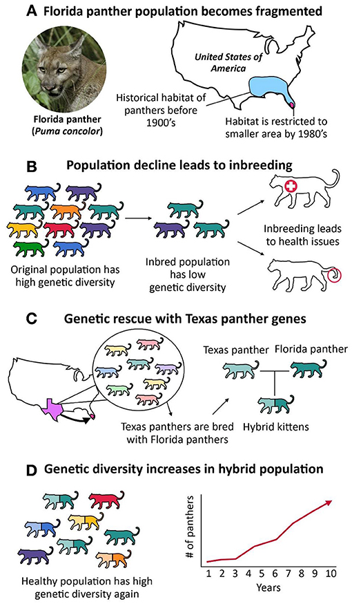 Figure 3 - (A) The Florida panther was once widespread, with high genetic diversity.