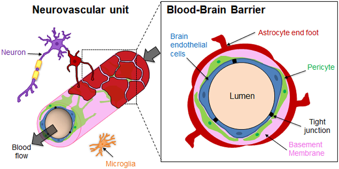 Frontiers Three Dimensional In Vitro Models Of Healthy And Tumor Brain Microvasculature For Drug And Toxicity Screening Toxicology