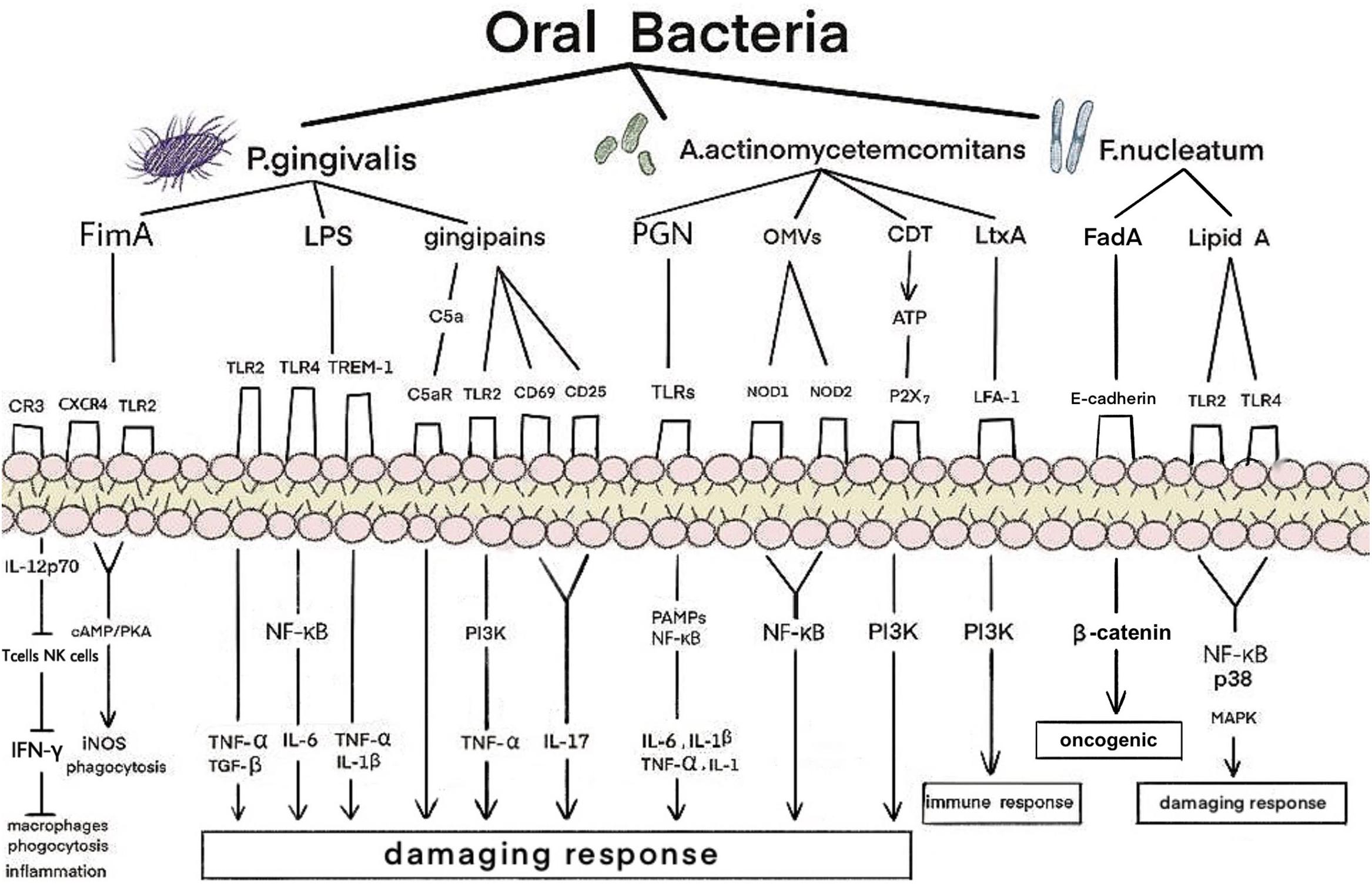 Frontiers Periodontitis Exacerbates And Promotes The Progression Of Chronic Kidney Disease Through Oral Flora Cytokines And Oxidative Stress Microbiology