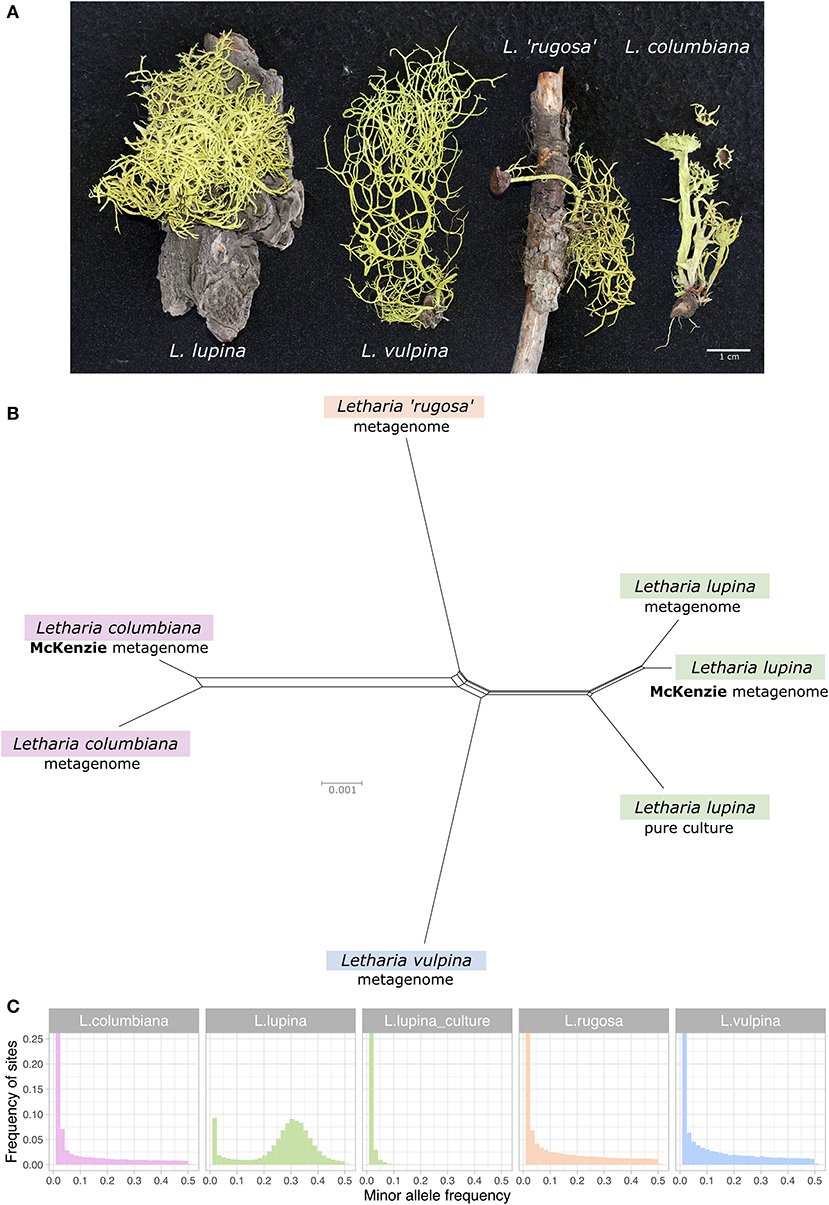 The Plot Thickens: Haploid and Triploid-Like Thalli, Hybridization, and Biased Mating Type Ratios in Letharia