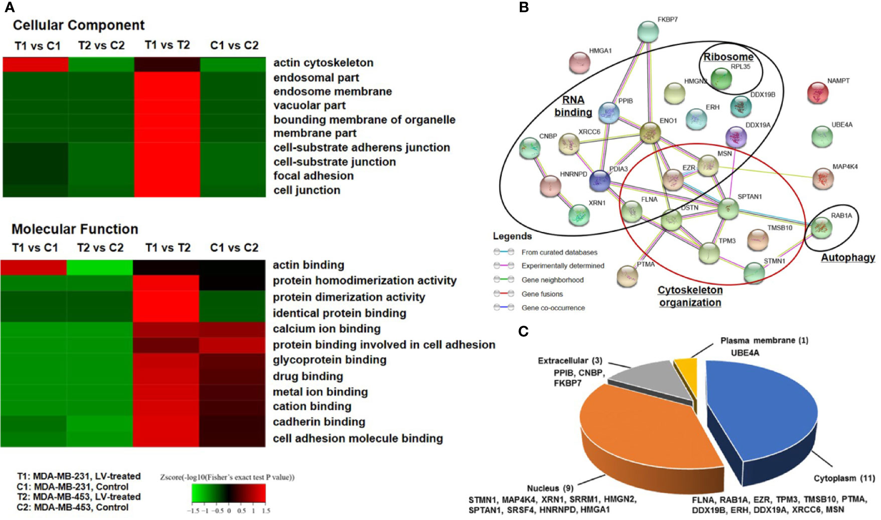 MC0704 is a STAT3 Inhibitor for Triple-negative Breast Cancer