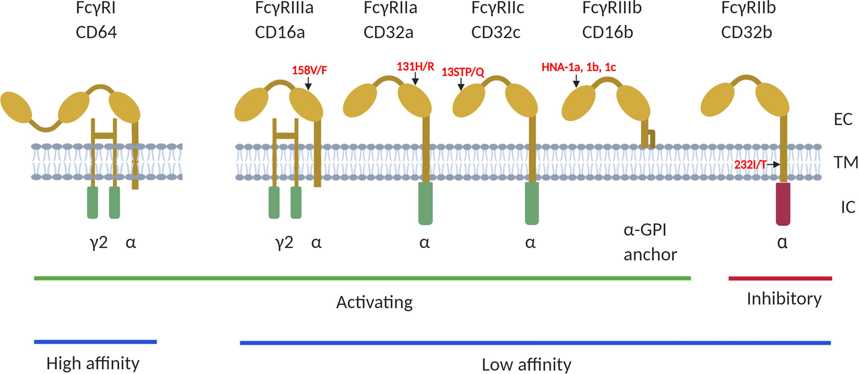 Fc gamma receptor IIa suppresses type I and III interferon production by  human myeloid immune cells - Newling - 2018 - European Journal of  Immunology - Wiley Online Library