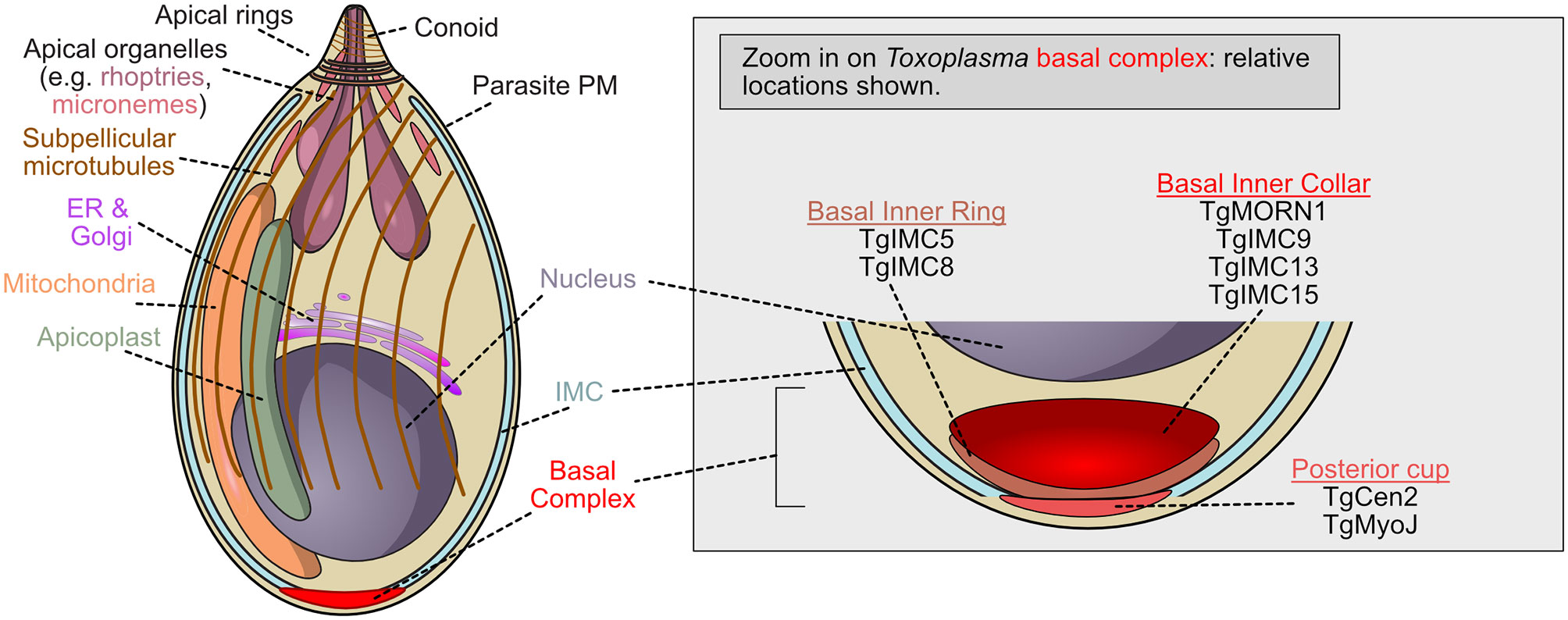 Frontiers The Ringleaders Understanding the Apicomplexan Basal Complex Through Comparison to Established Contractile Ring Systems