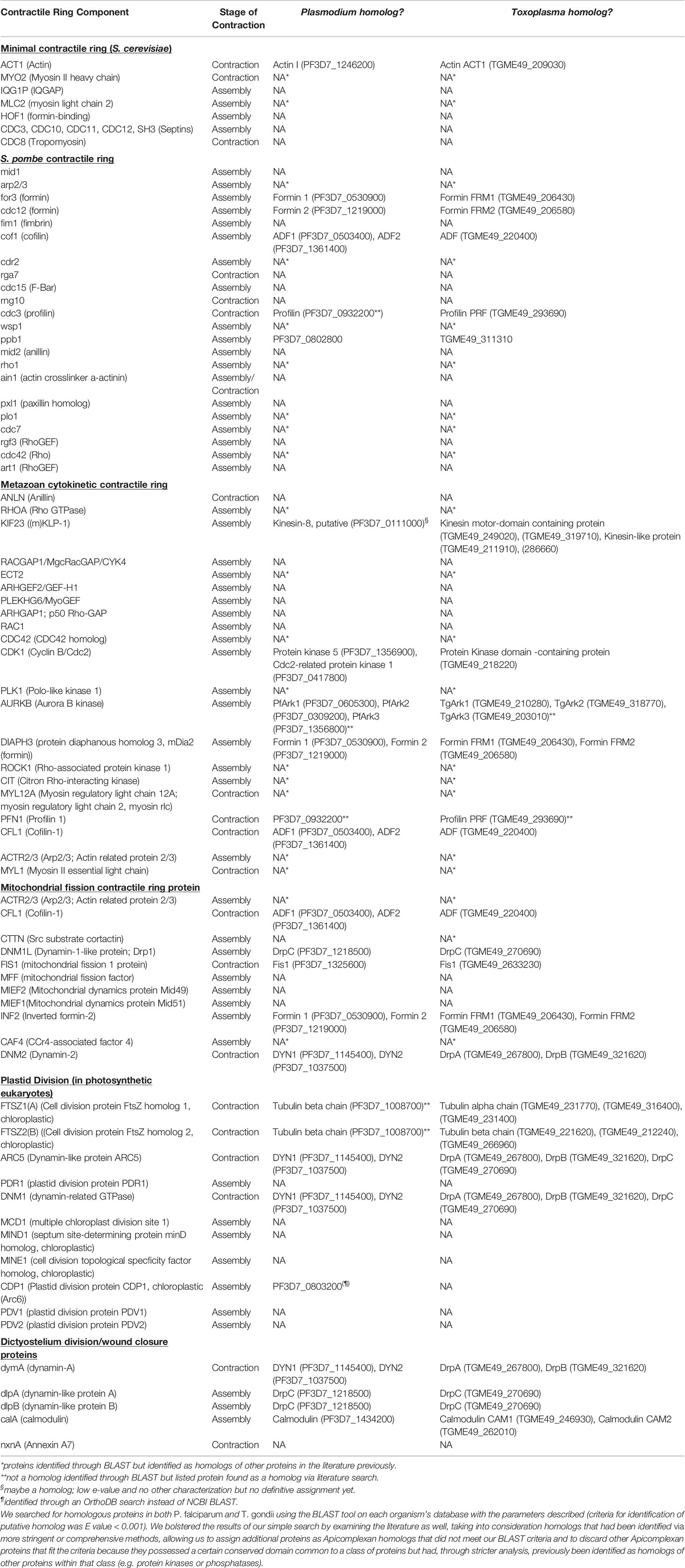 Frontiers The Ringleaders Understanding the Apicomplexan Basal Complex Through Comparison to Established Contractile Ring Systems