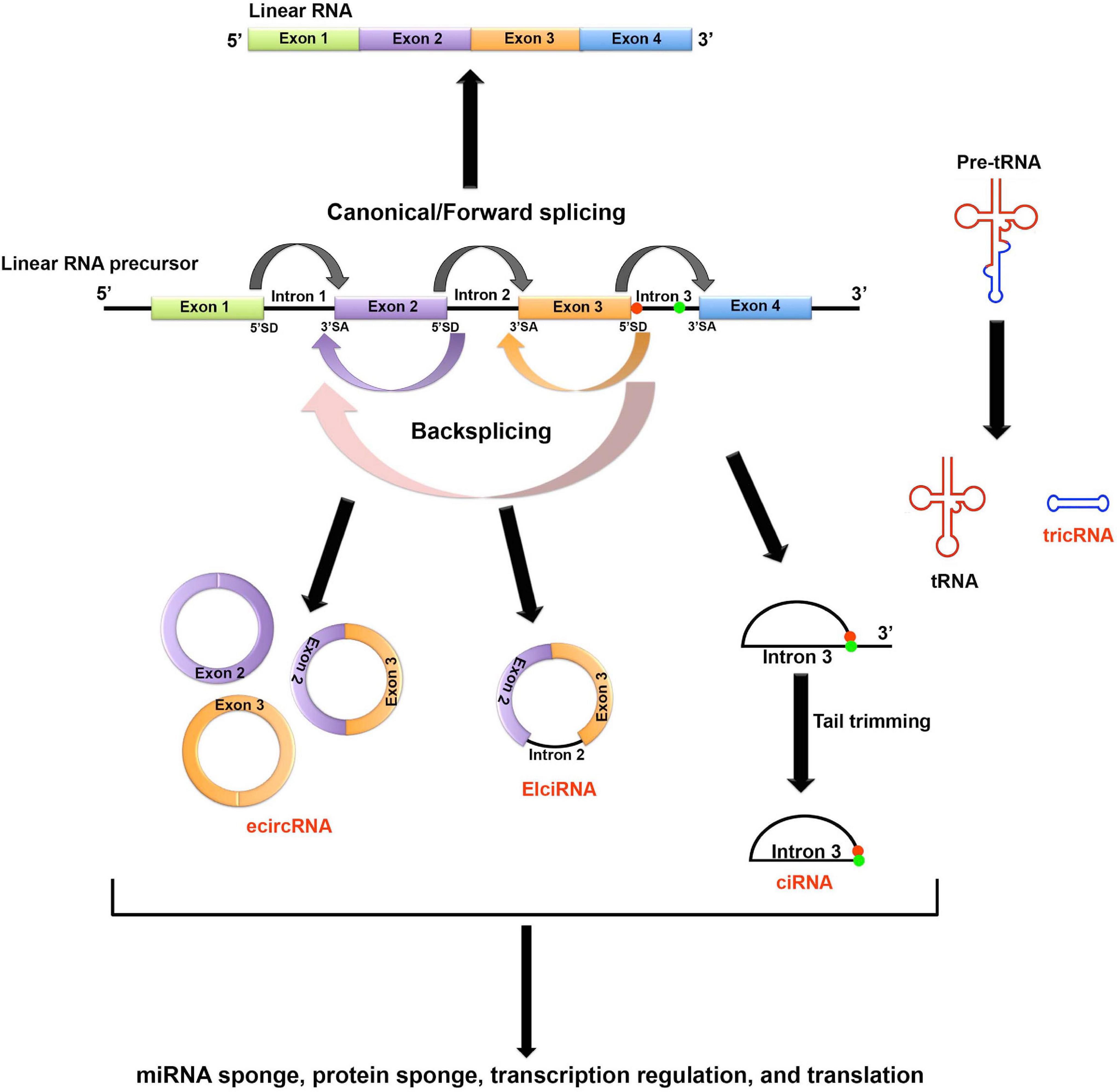 Frontiers  EBV Exploits RNA m6A Modification to Promote Cell Survival and  Progeny Virus Production During Lytic Cycle