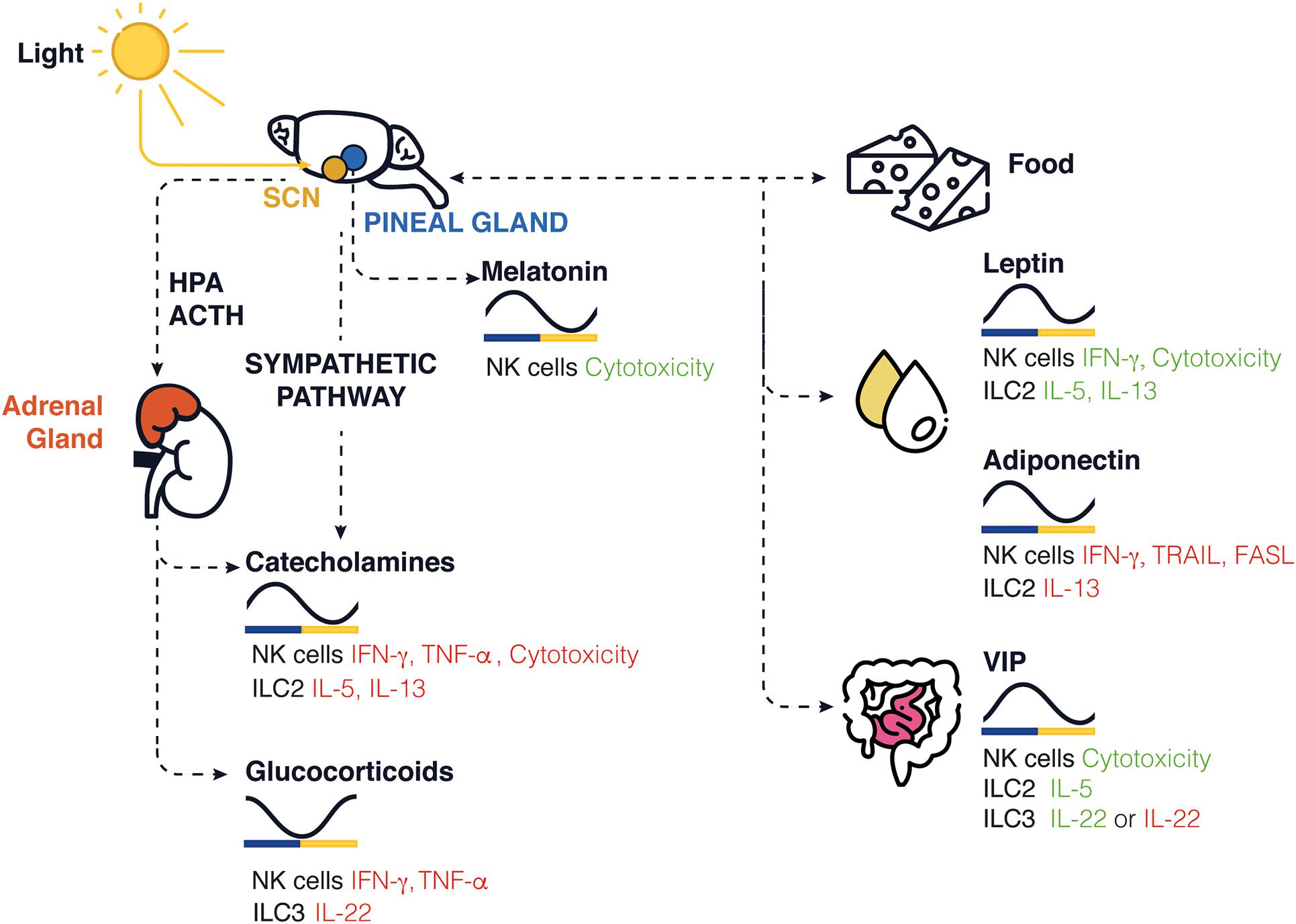 Frontiers  Neuroimmune Interactions and Rhythmic Regulation of Innate  Lymphoid Cells