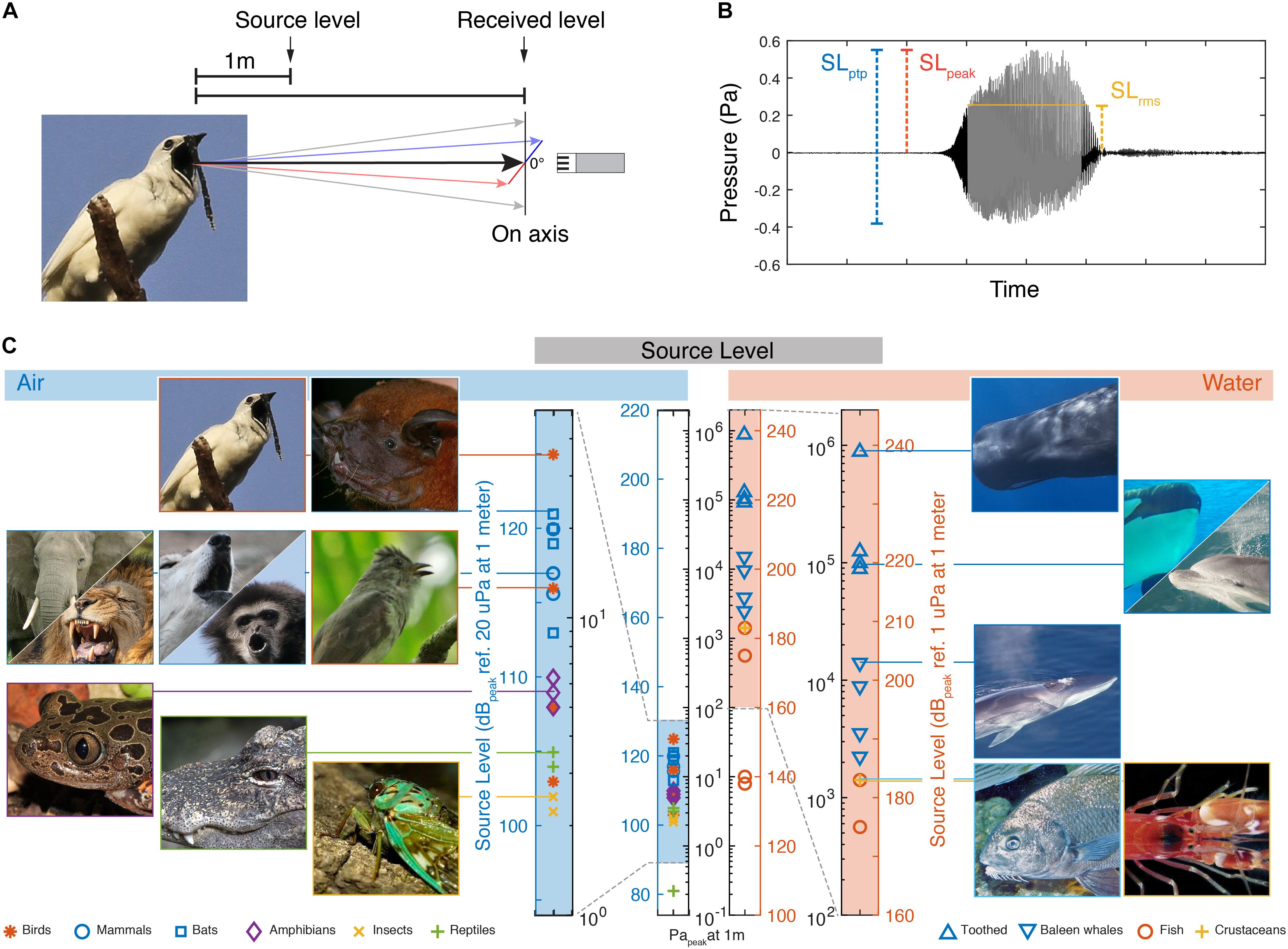 Frontiers | How Loud Can you go? Physical and Physiological Constraints to  Producing High Sound Pressures in Animal Vocalizations