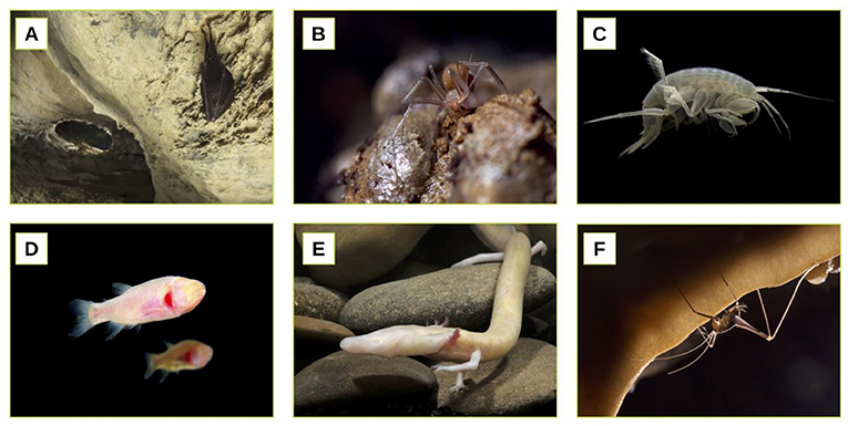 Figure 1 - Examples of cave animals.