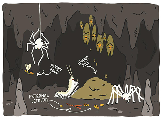 Figure 2 - Food sources in a cave.