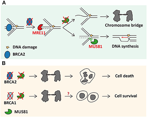 Frontiers Human Mus81 A Fence Sitter In Cancer Cell And Developmental Biology