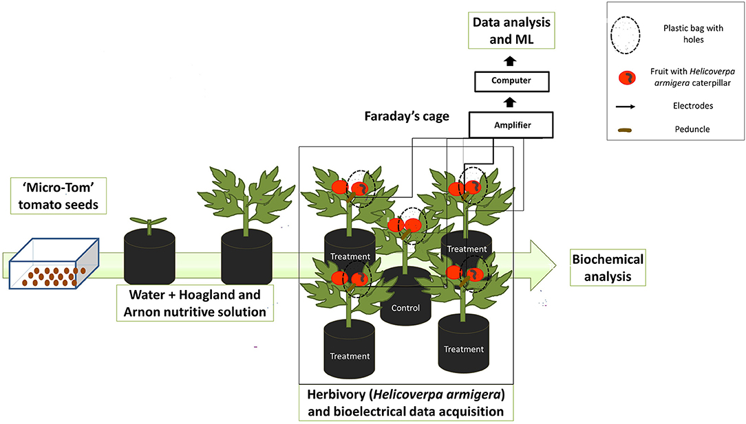 Herbivory Examples