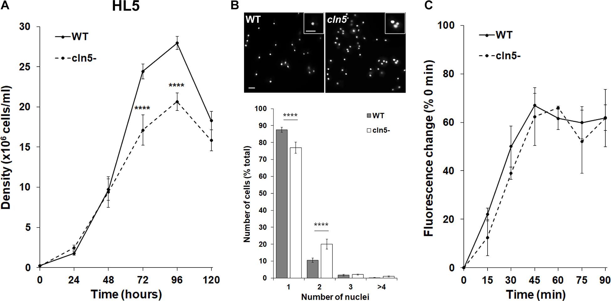 Presynaptic Dysfunction in Neurons Derived from Tay–Sachs iPSCs