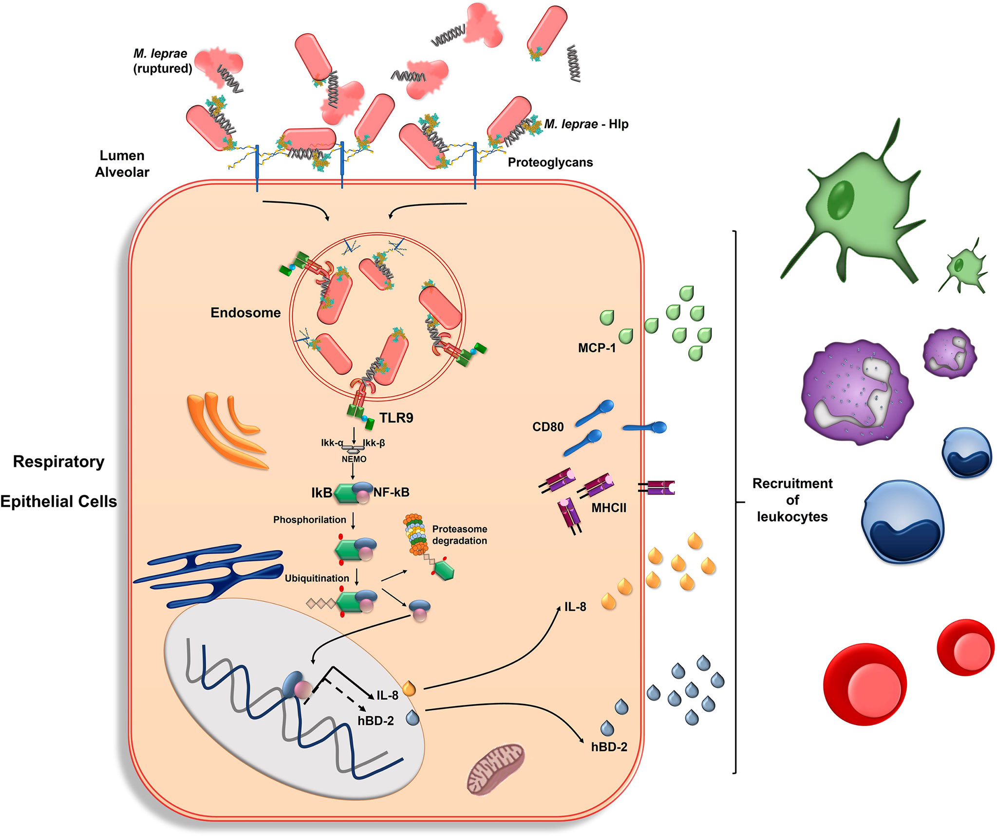 Frontiers | TLR-9 Plays a Role in Mycobacterium leprae-Induced