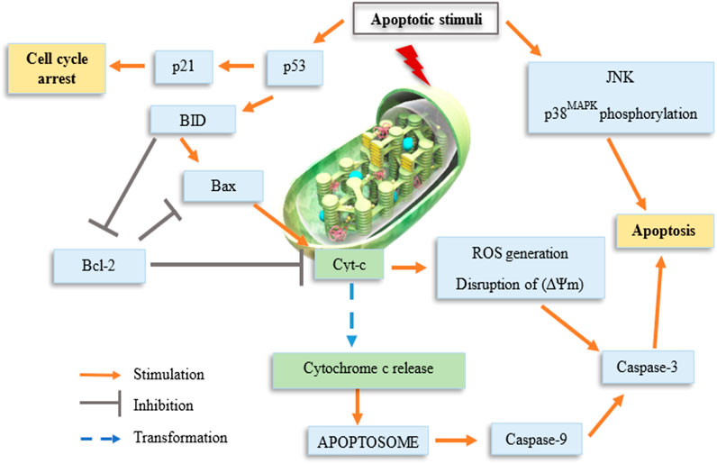 A Novel Immunogenic Cell Death Inducer Based on Bimetallic Ferrocene  Substituted Organotin Complexes - He - 2023 - ChemistrySelect - Wiley  Online Library