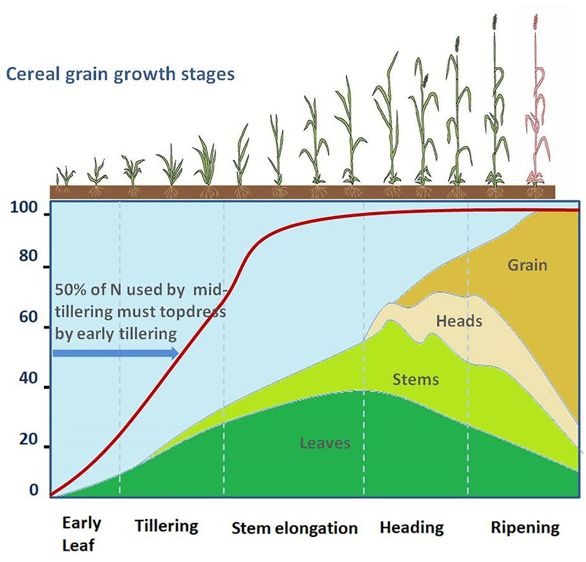New method to increase crop growth can help feed growing
