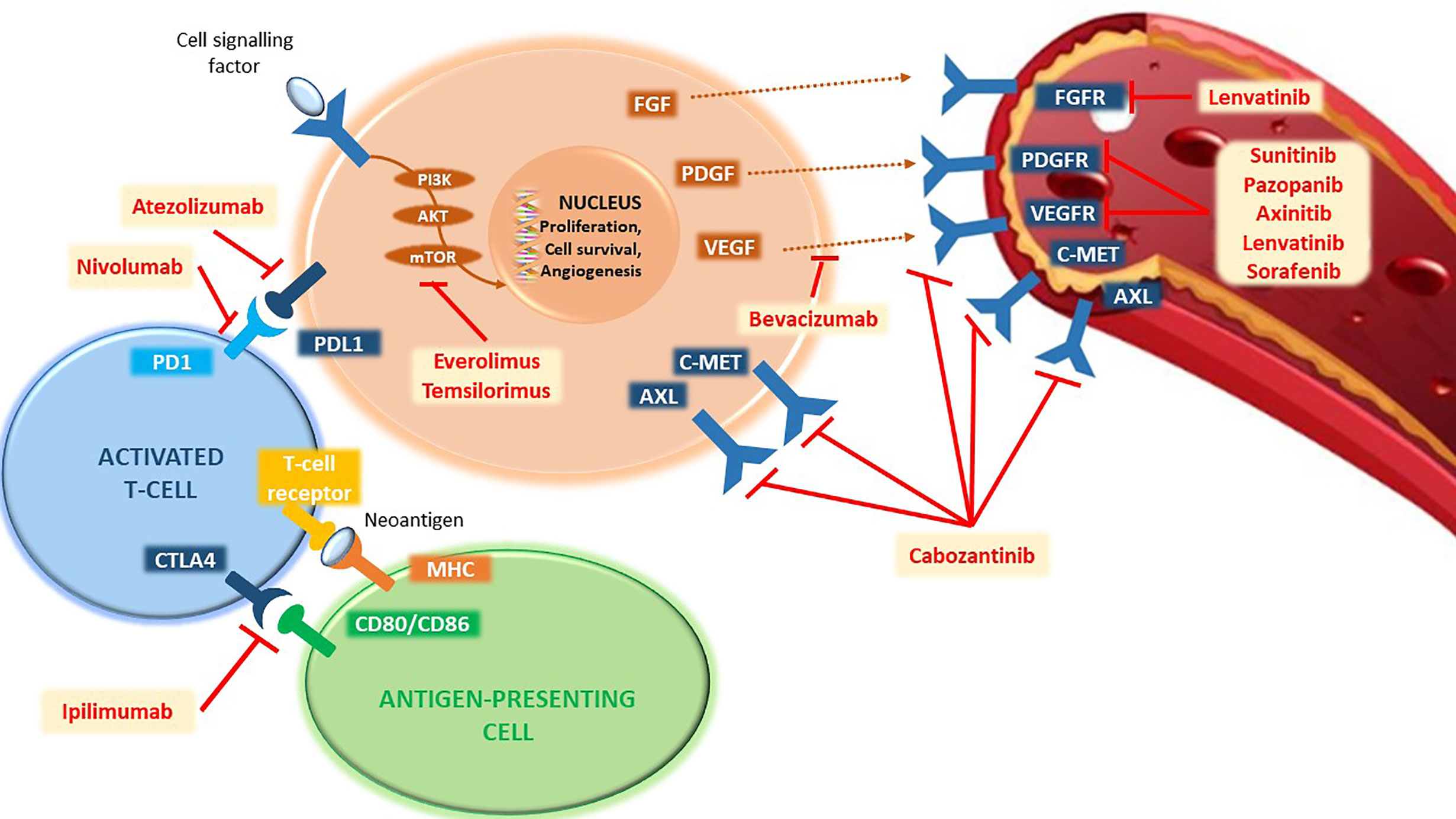 Frontiers | Metastatic Renal Cell Carcinoma Management: From Molecular ...