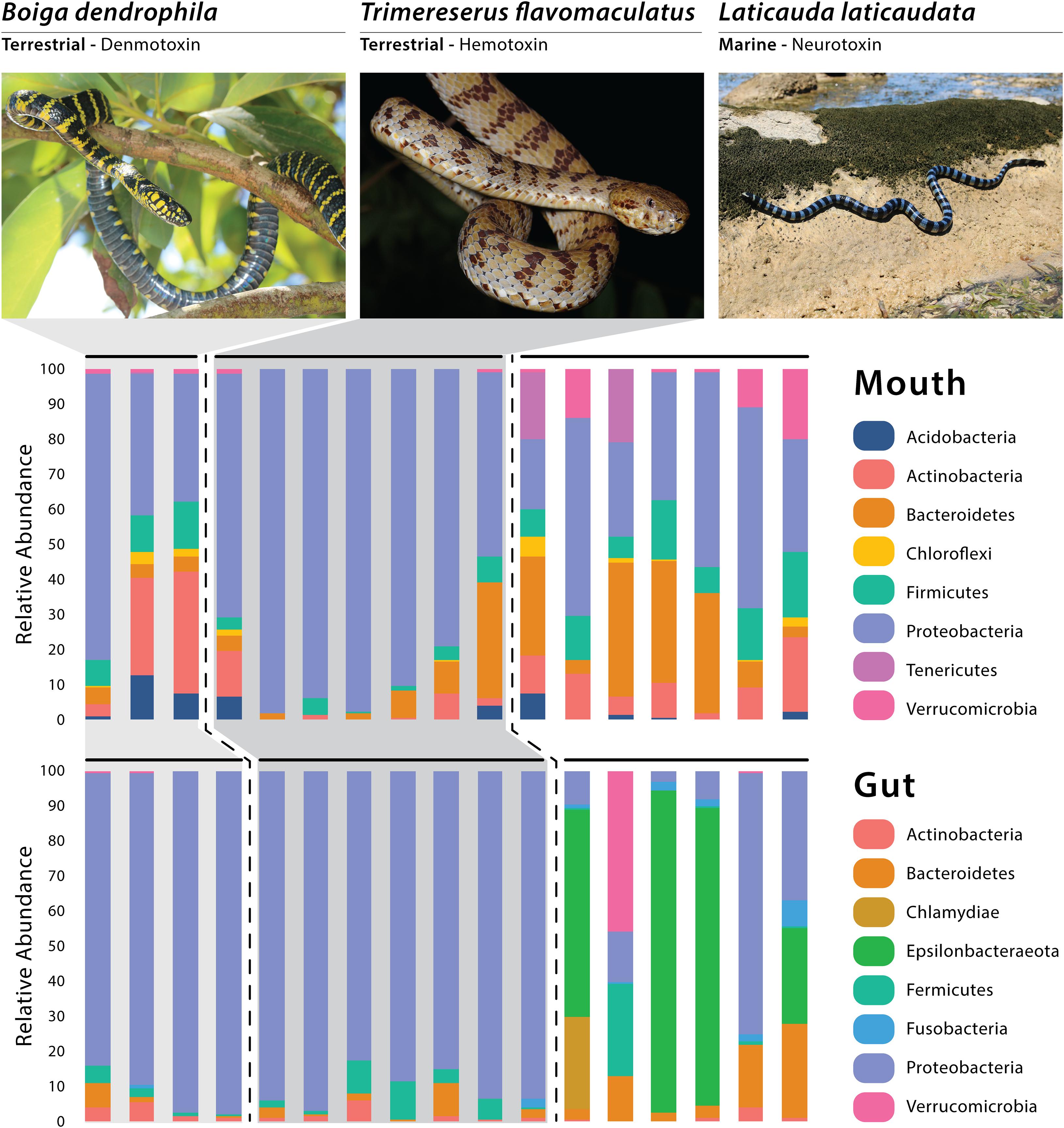 Venomous or Not Snake Quiz - A-Z Animals