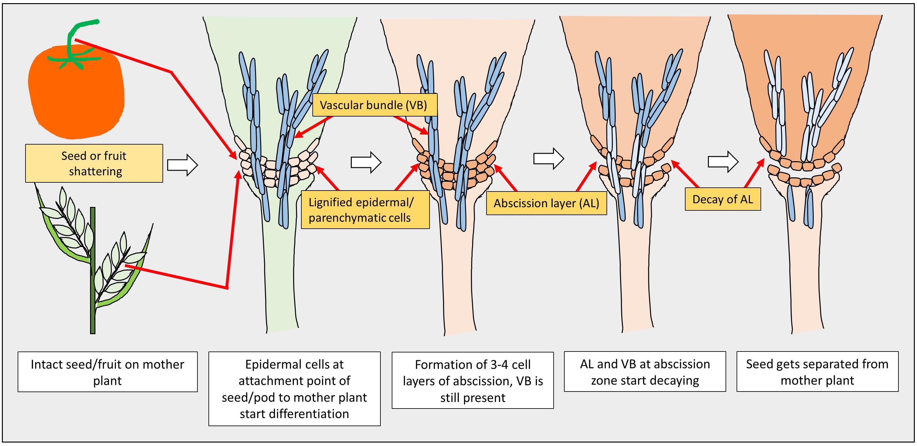 Frontiers Seed Shattering A Trait Of Evolutionary Importance In Plants Plant Science