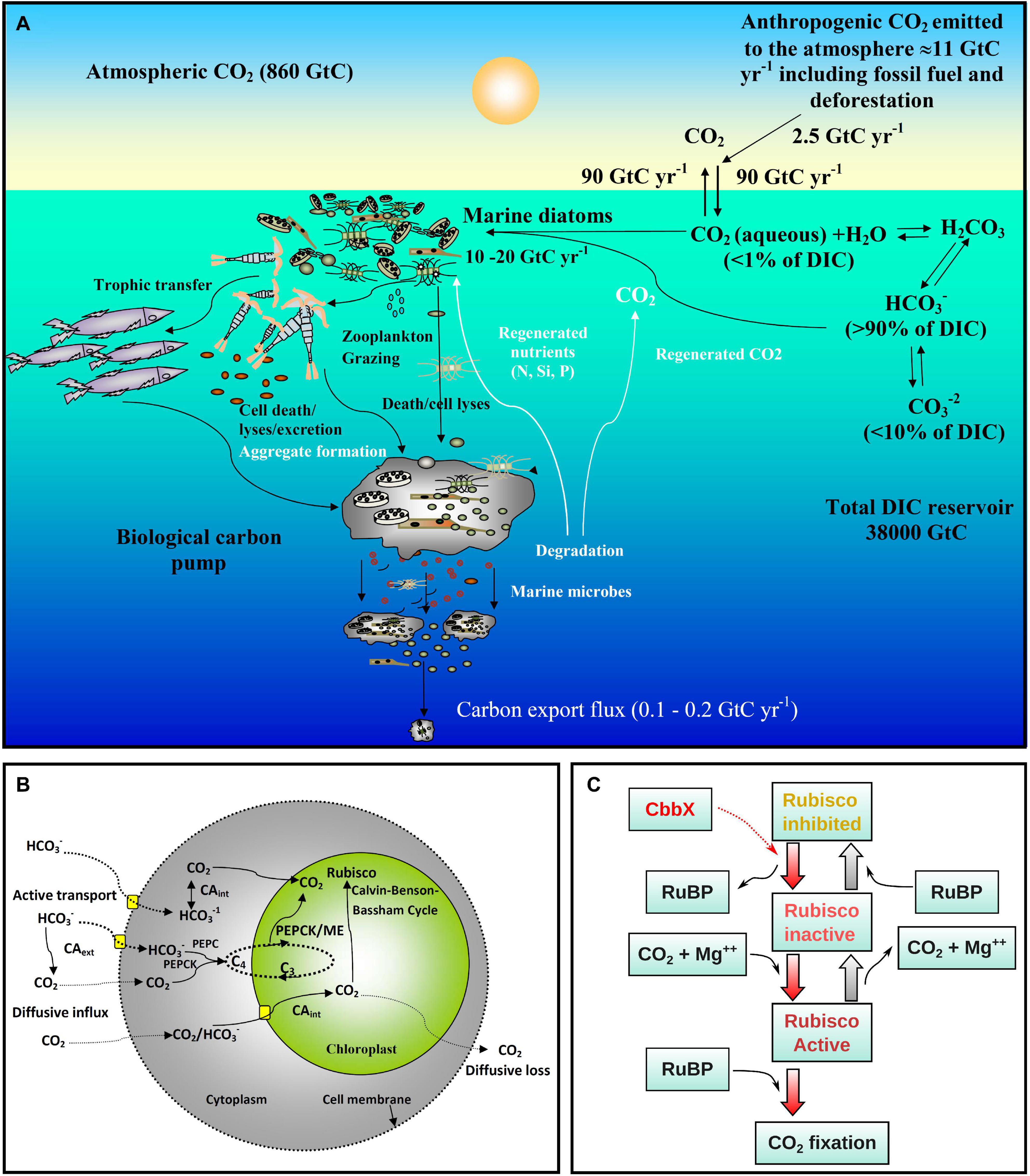 Frontiers Carbon Dioxide Concentration Mechanisms in Natural Populations of Marine Diatoms Insights From Tara Oceans