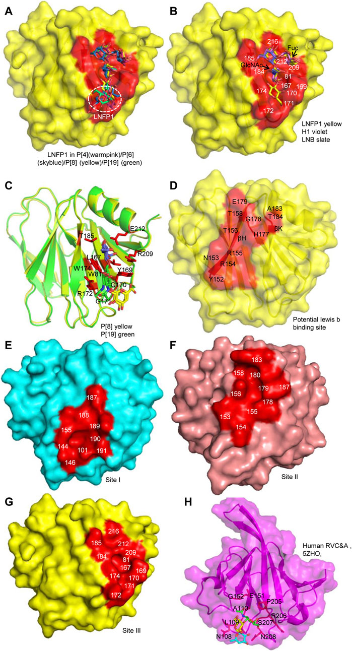Structure of a RV VP4 spike protein and its VP8 subunit domain. (A