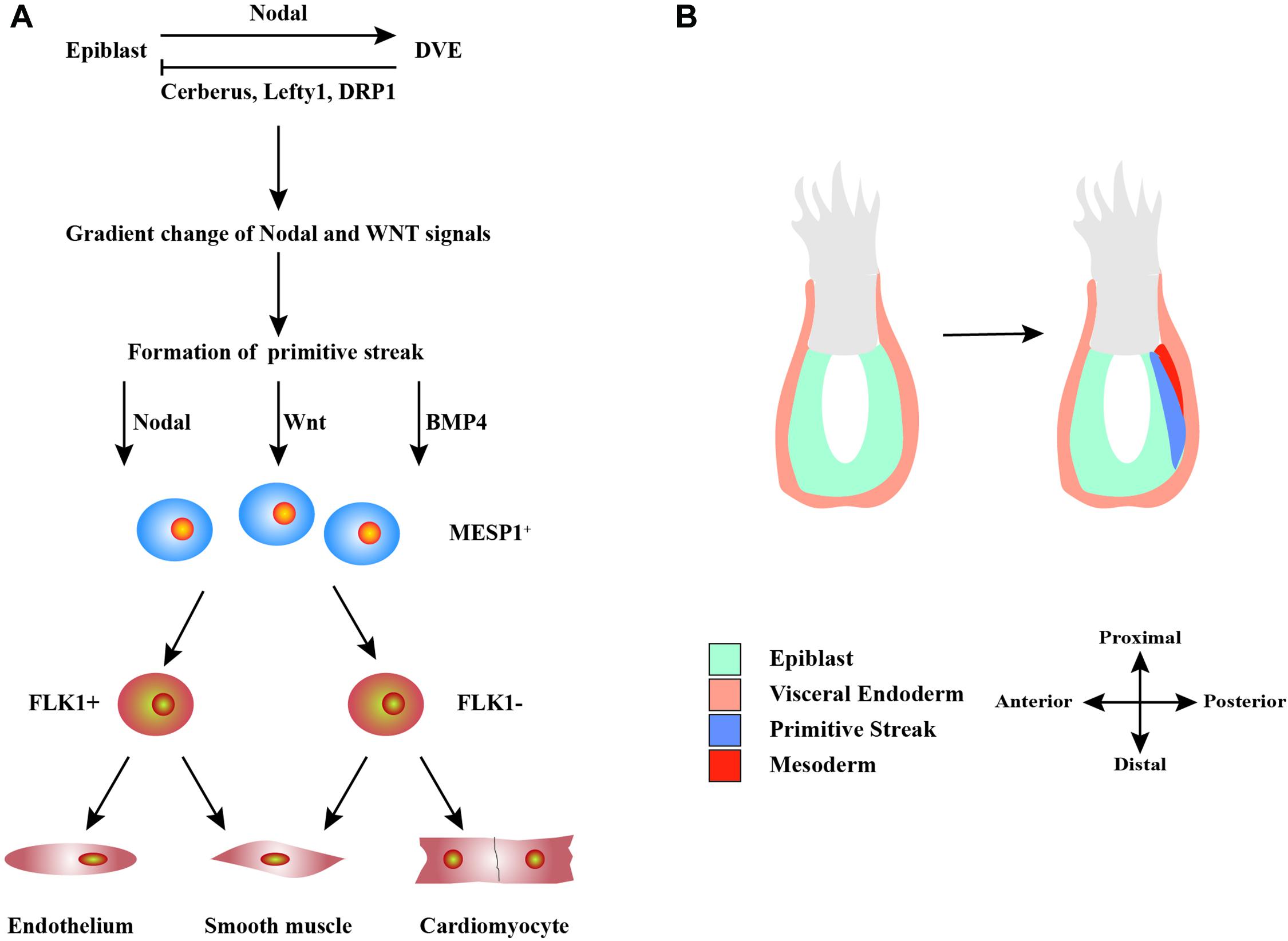 pluripotent stem cell research paper