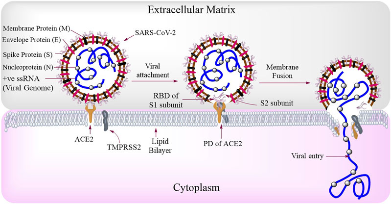 Frontiers Phytochemicals As Potential Therapeutics For Sars Cov 2 Induced Cardiovascular Complications Thrombosis And Platelet Perspective Pharmacology