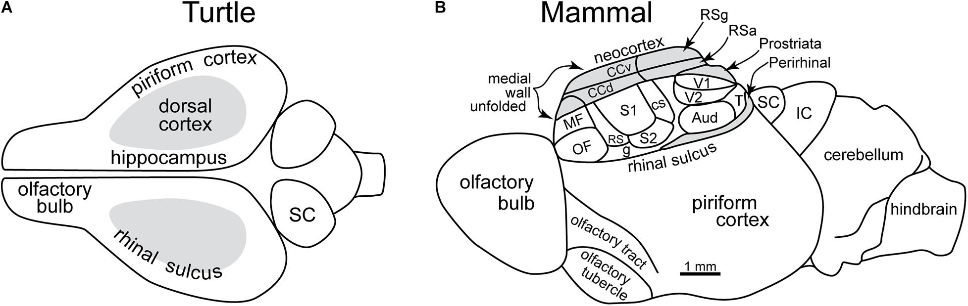 Ephaptic Interactions in the Mammalian Olfactory System