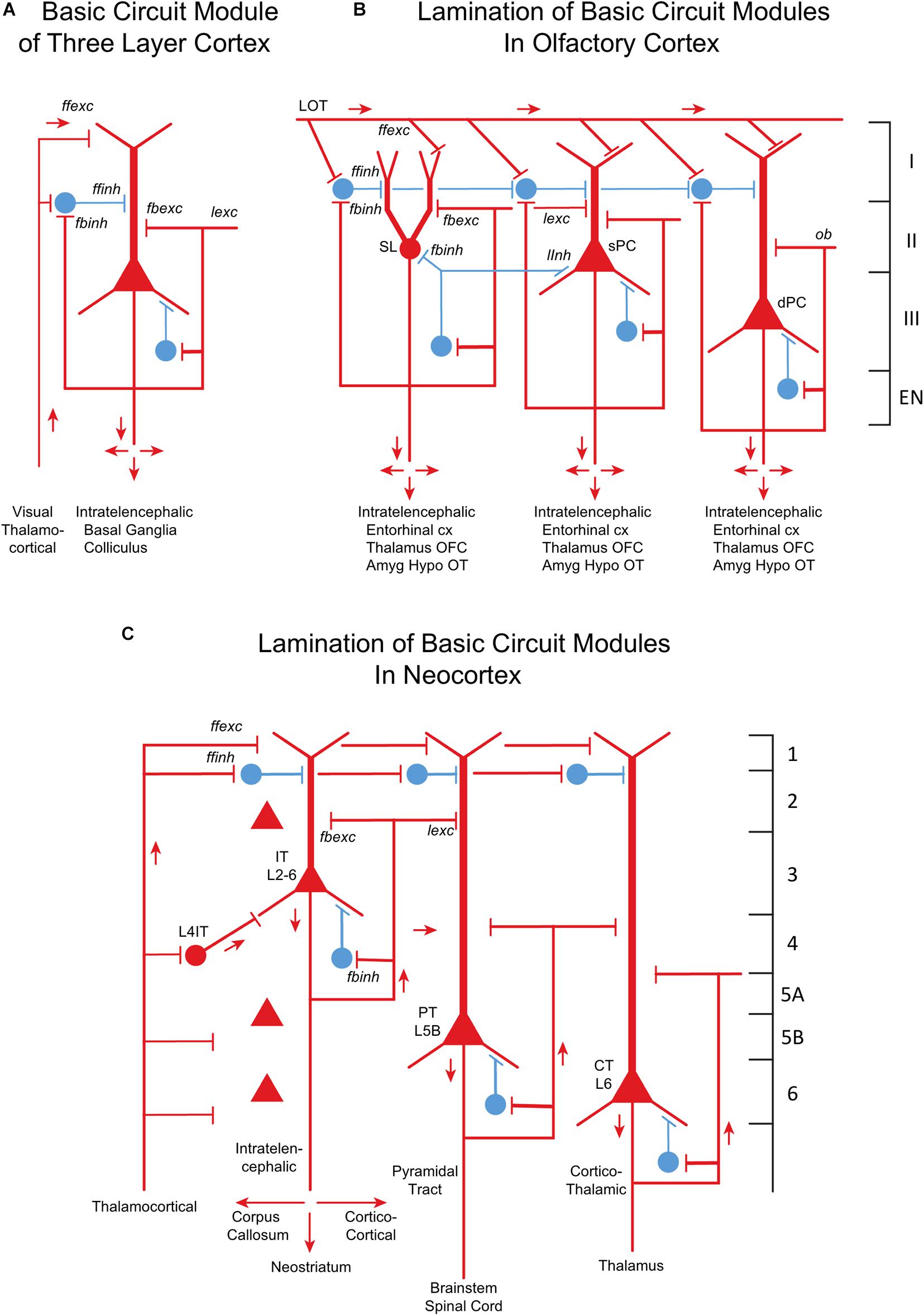 Ephaptic Interactions in the Mammalian Olfactory System