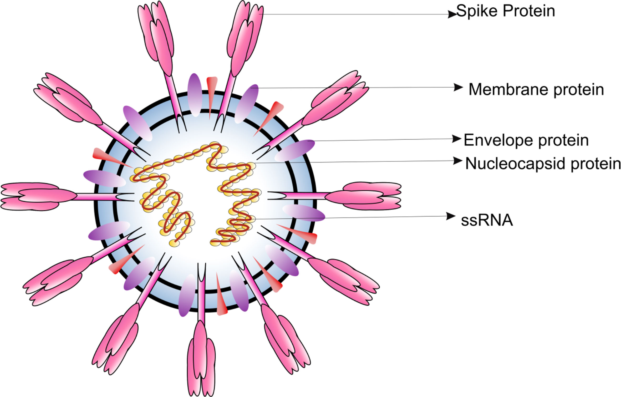 UV lighting in building infection control: Can passive light safely kill  coronavirus?