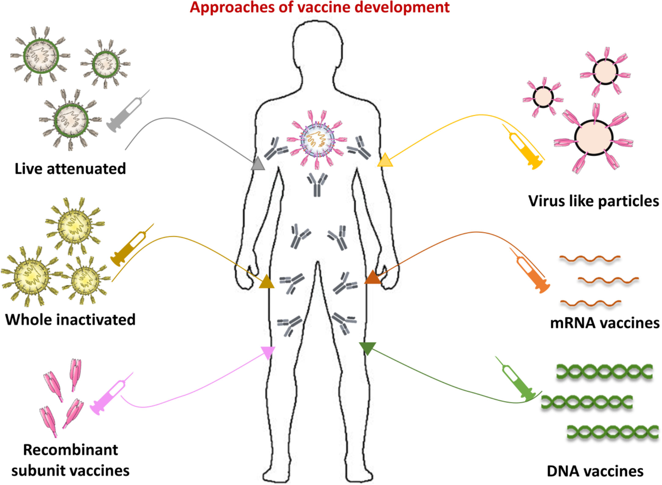 Frontiers  Potential Therapeutic Targets and Vaccine Development