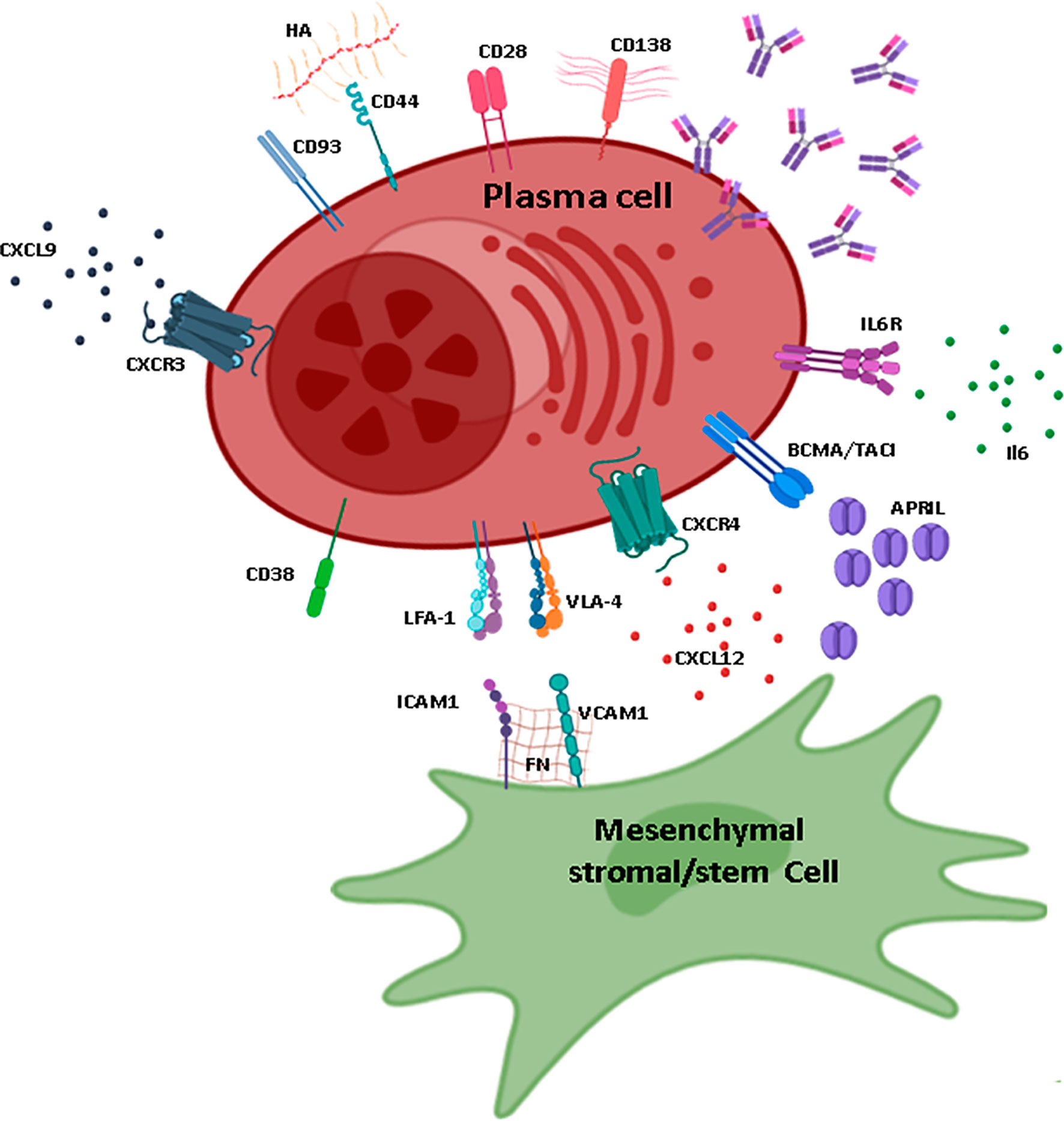 Steam cell plasma фото 1