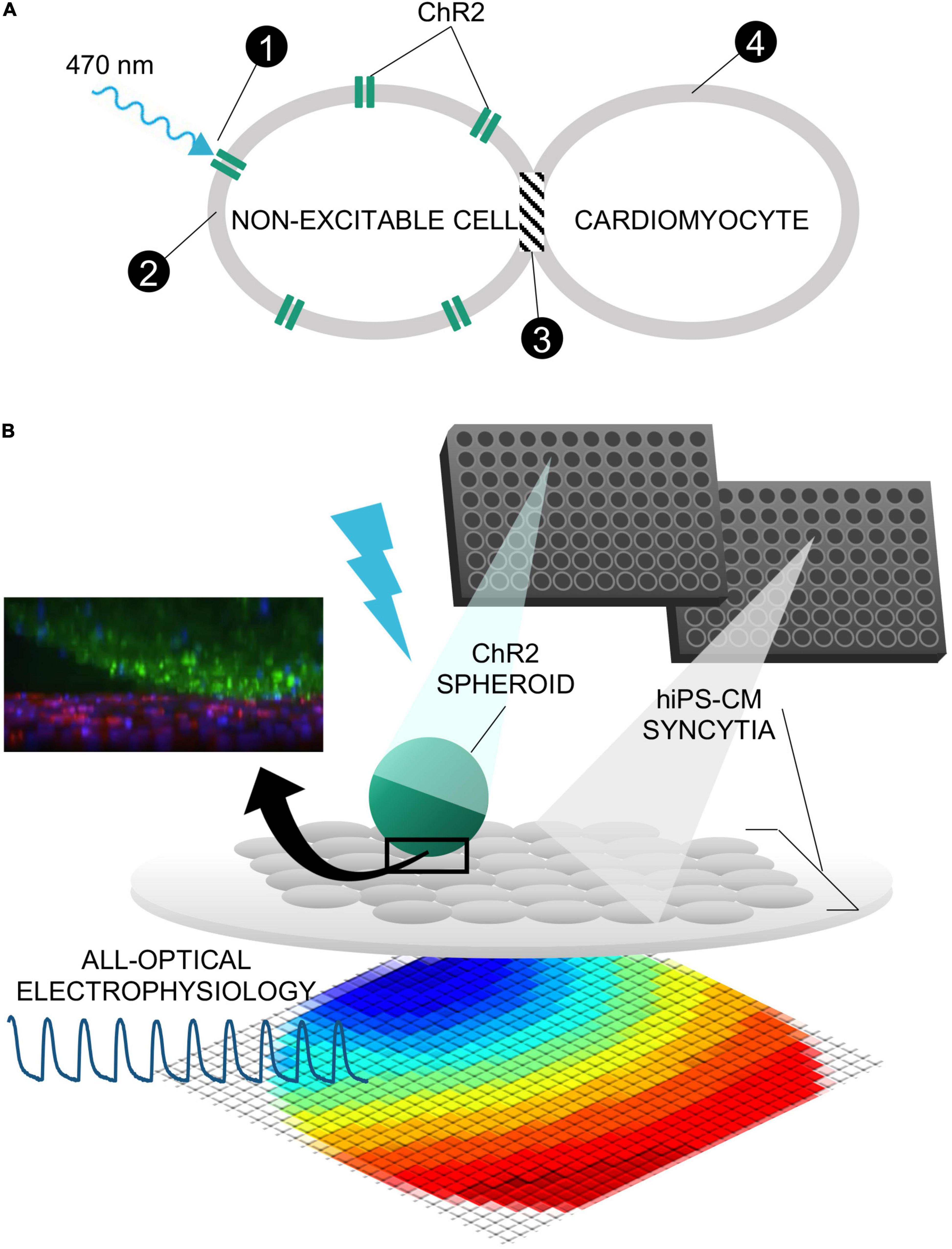 Optical Electrophysiology: Toward the Goal of Label-Free Voltage Imaging