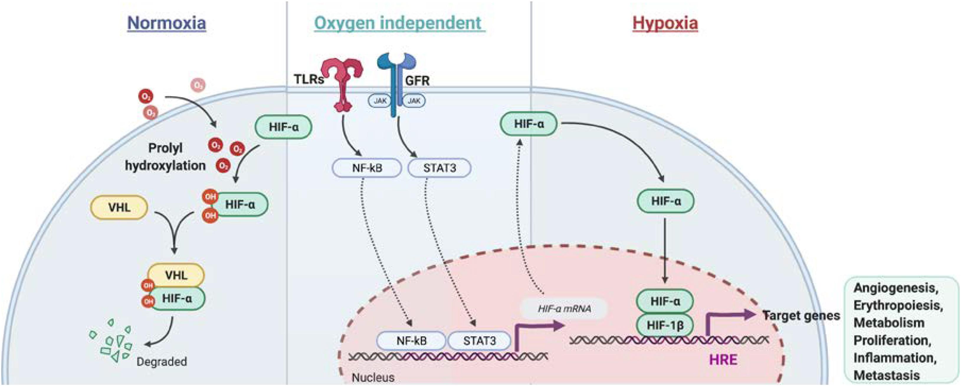 Frontiers  Impact of High-Altitude Hypoxia on Bone Defect Repair