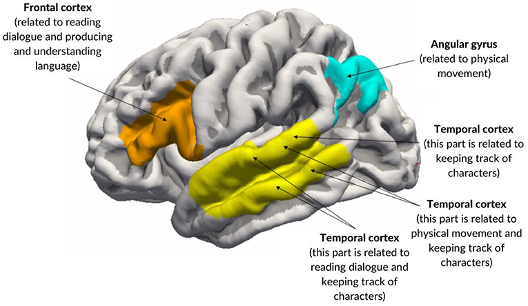Figure 3 - This image shows the left side (hemisphere) of the brain; the areas are mirrored on the right side as well.