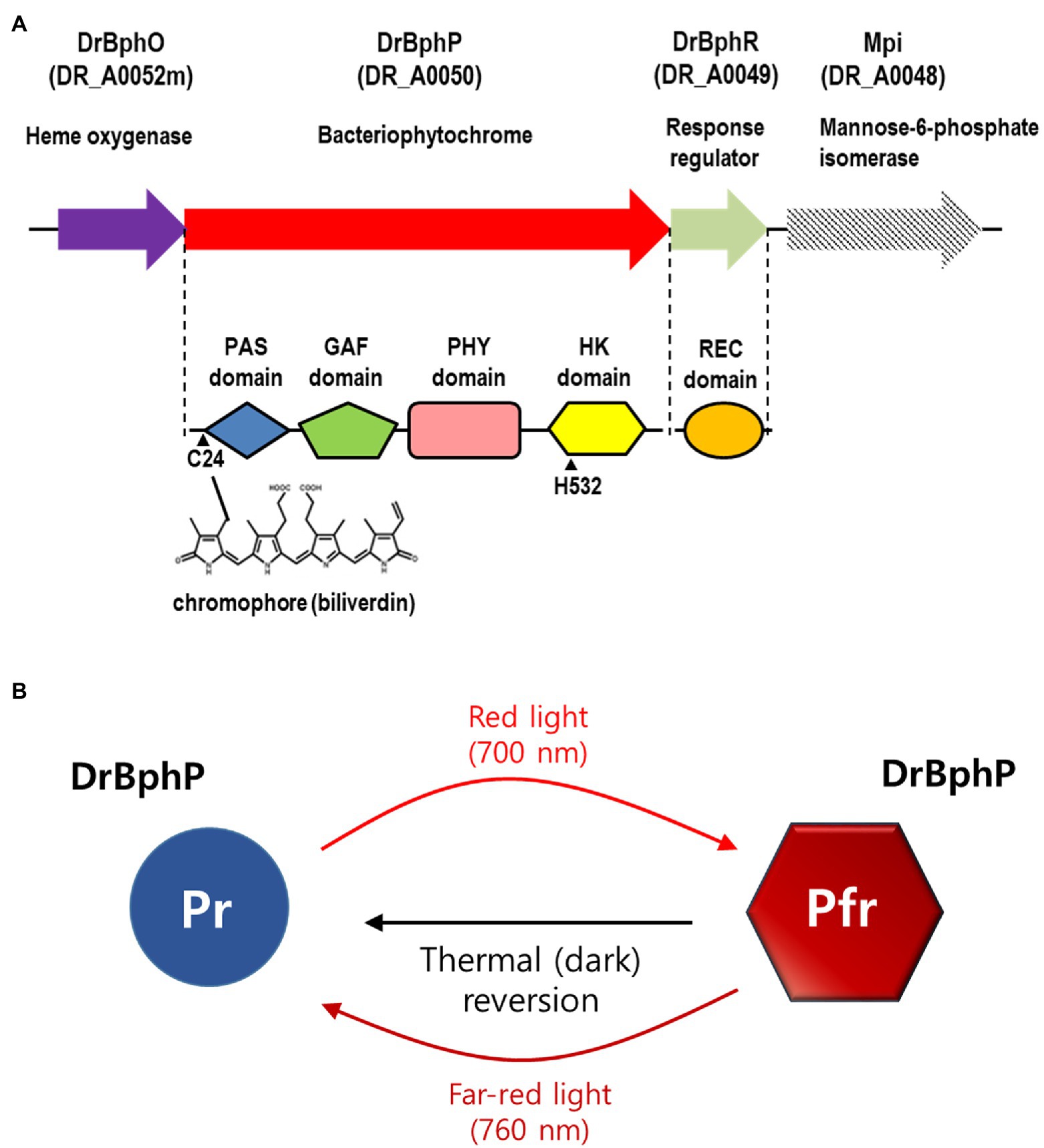 The reduction effect and mechanism of Deinococcus radiodurans