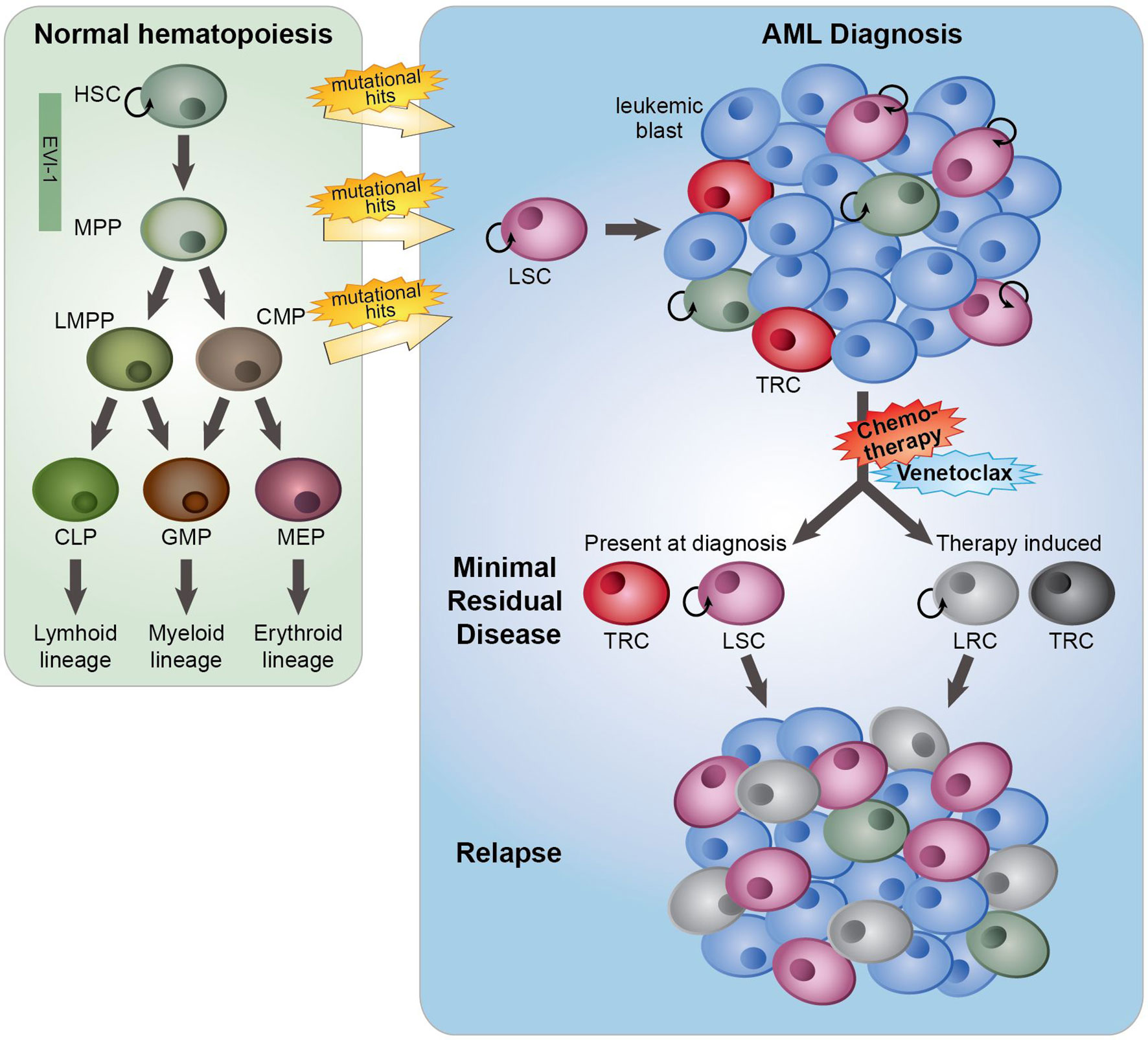 new research leukemia