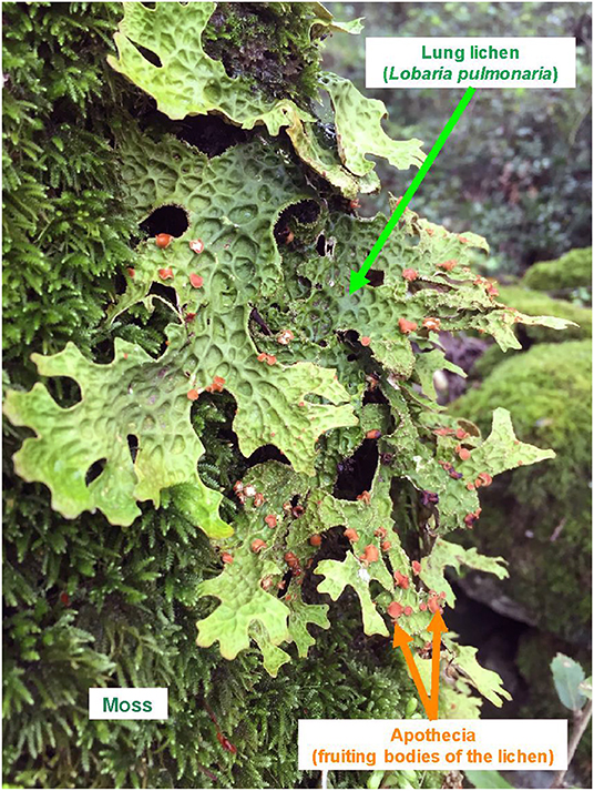Figure 1 - The lung lichen (Lobaria pulmonaria) growing on mosses in a Mediterranean forest.