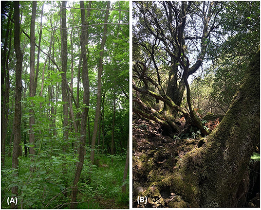 Figure 2 - (A) A black locust grove in the Po Valley, Northern Italy.