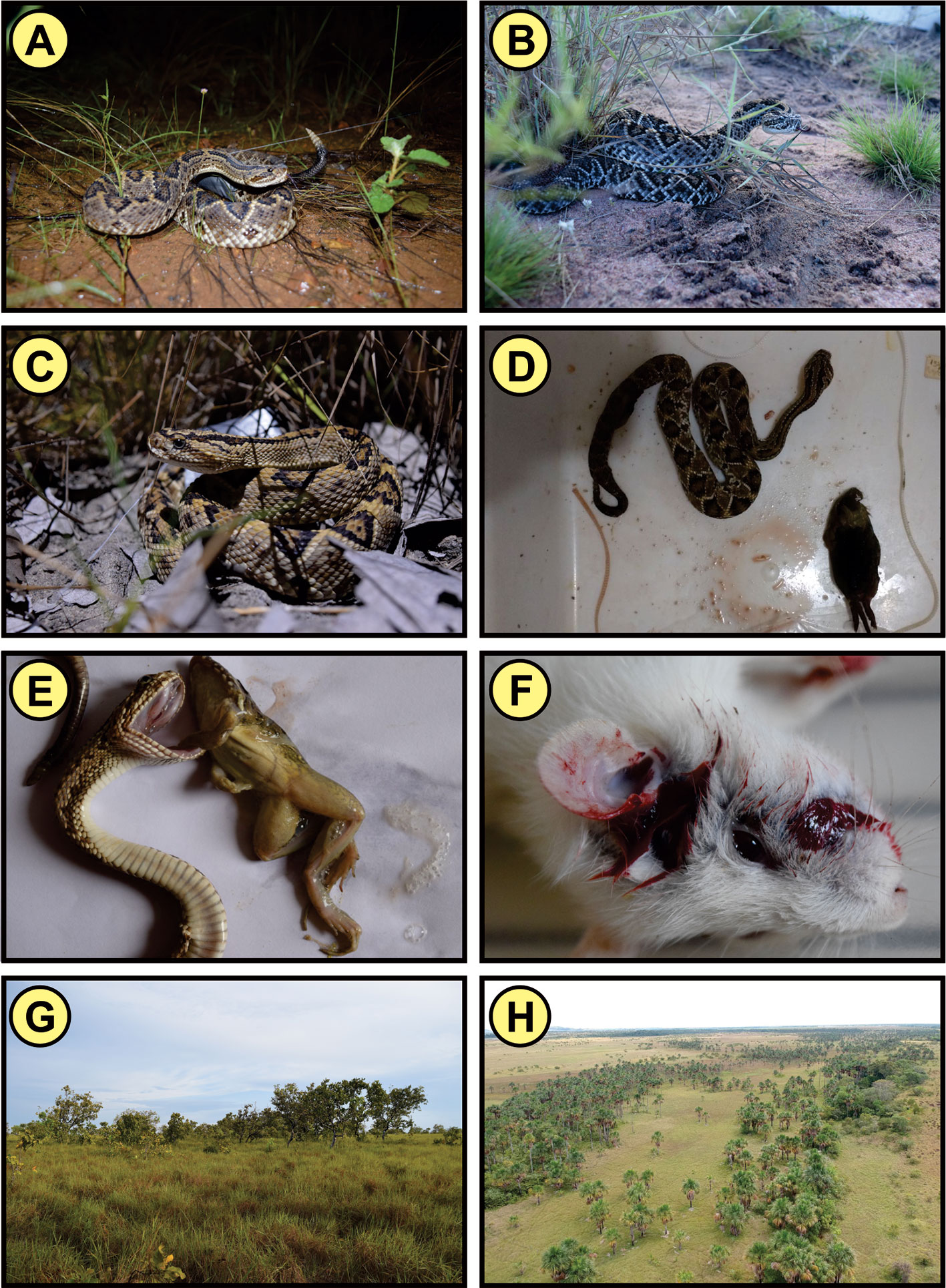 Frontiers Crotalus Durissus Ruruima Current Knowledge on Natural History, Medical Importance, and Clinical Toxinology pic