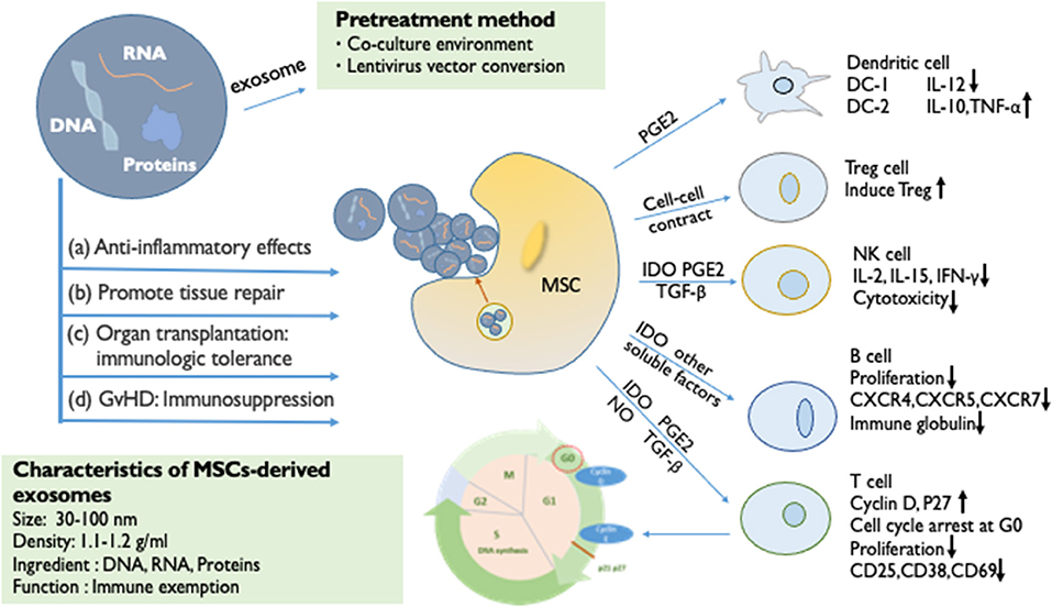 Immunomodulatory response in an experimental model of brain death